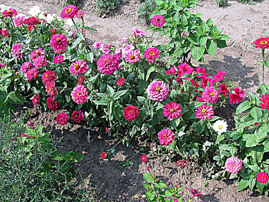 Цветы. - Владимир Драгунский