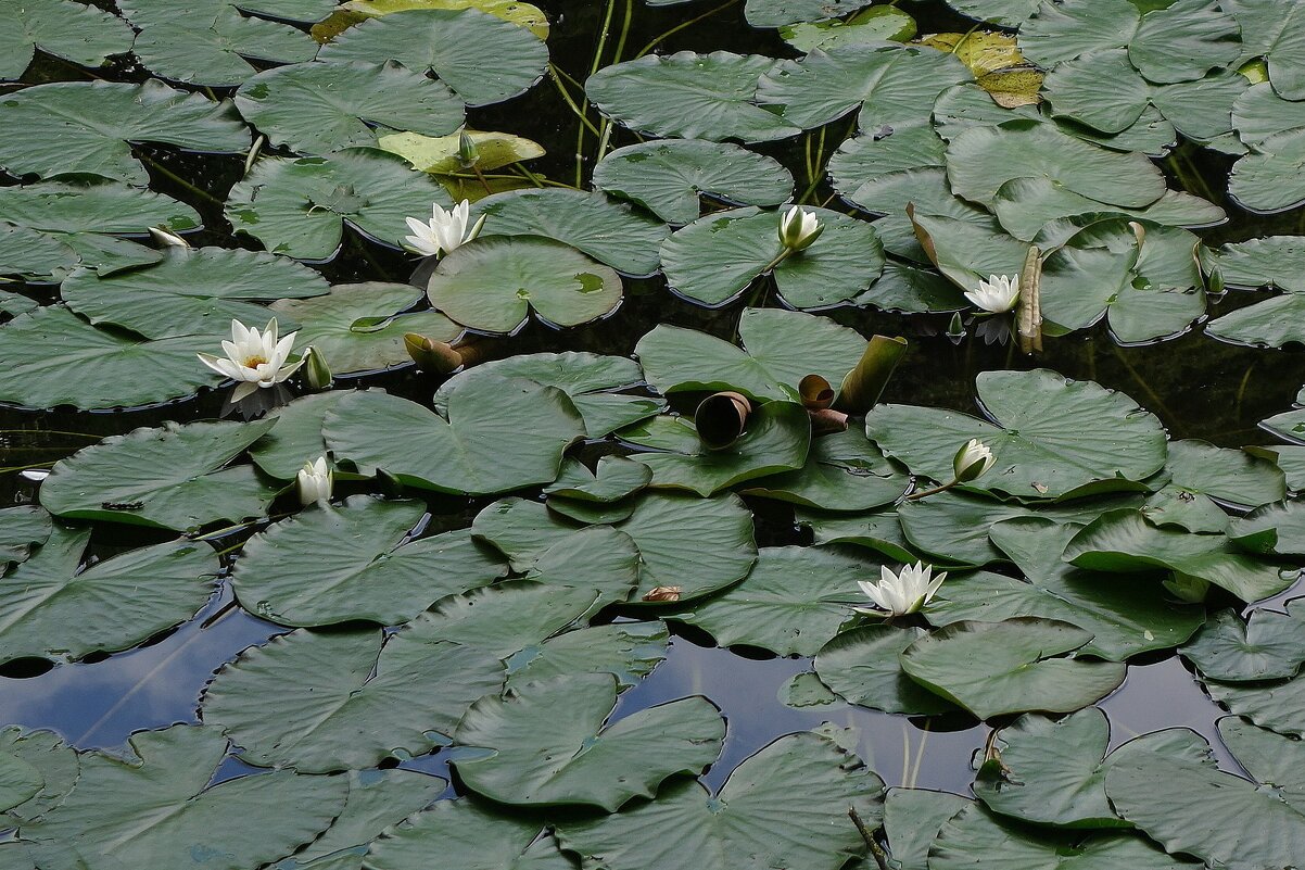 Кувшинка - Рита Симонова