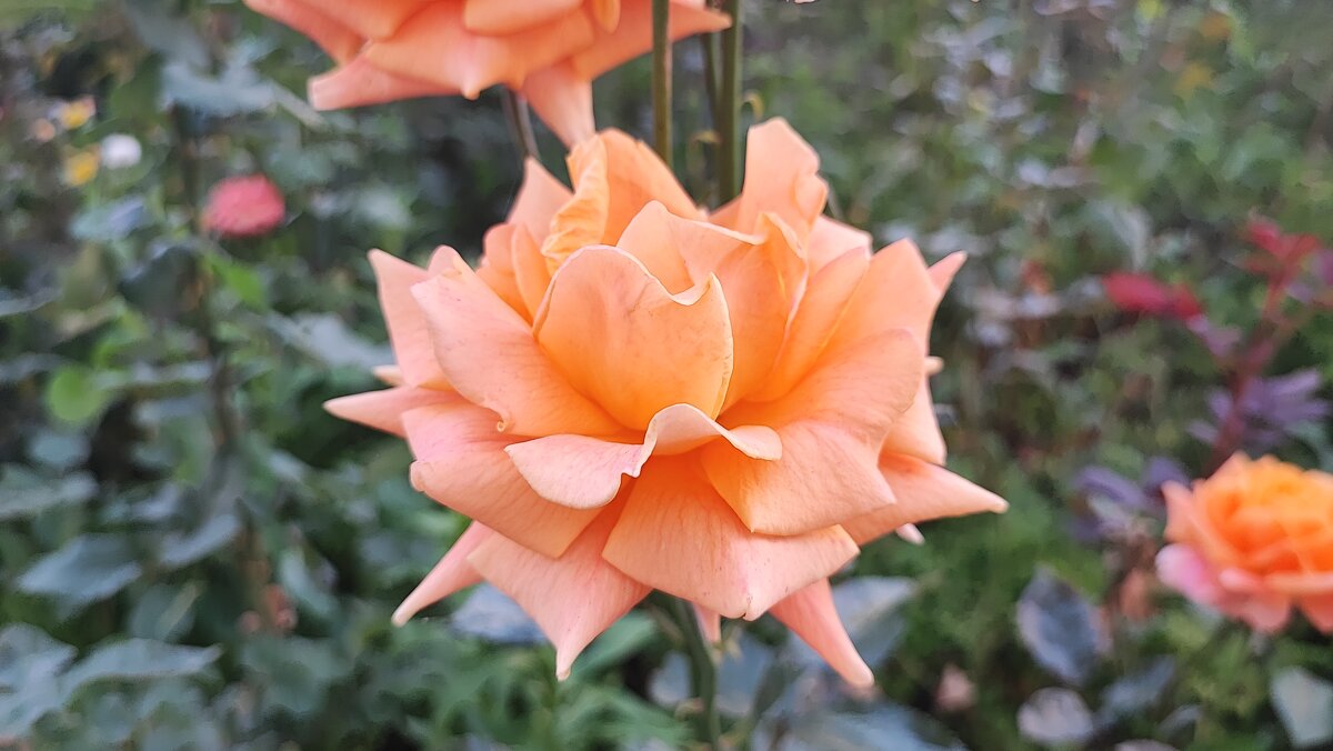 ,,, - Сергей Тимоновский