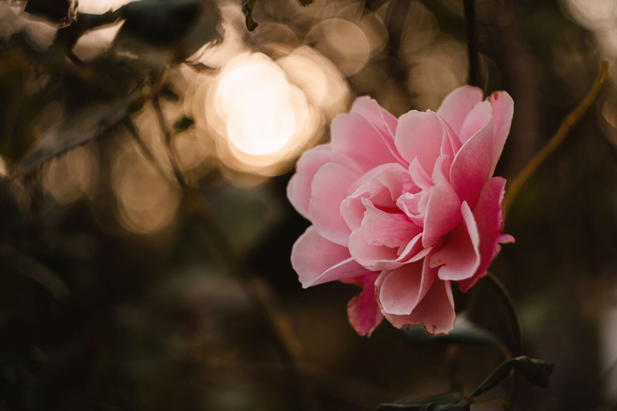 В обители осенних роз. - Анатолий Щербак