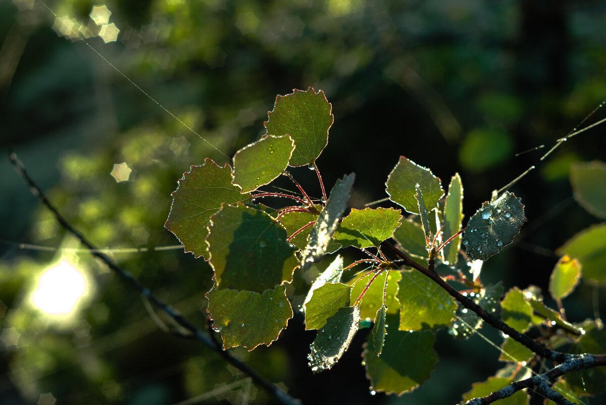 Роса от утреннего тумана - Kventin Natabos 