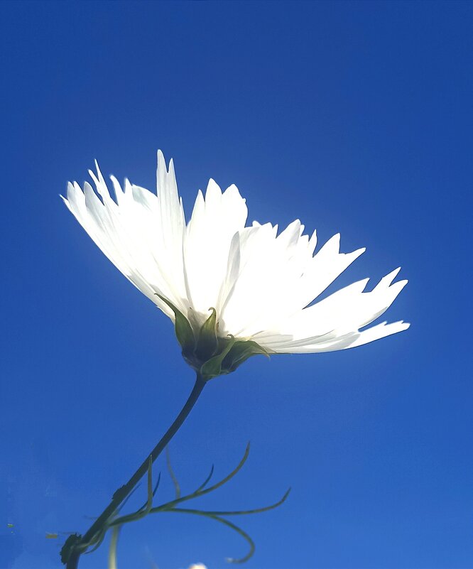 Цвета осени - Pippa 