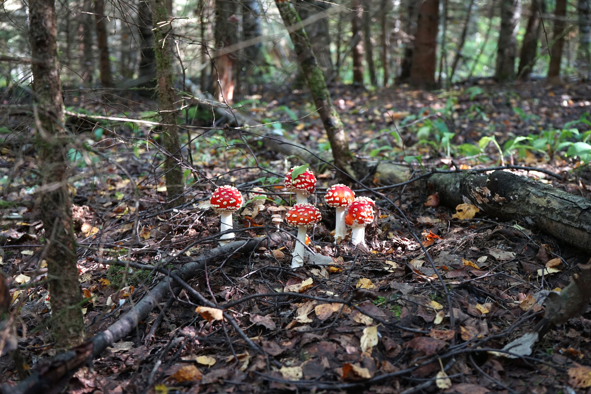 Привет! - Анастасия Софронова