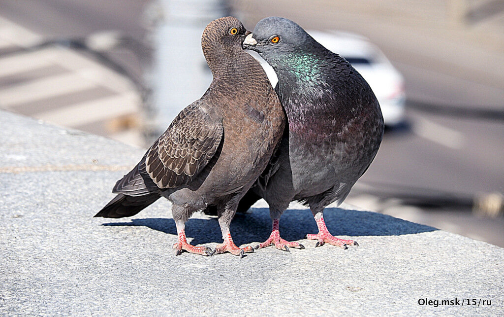 если это любовь - Олег Лукьянов