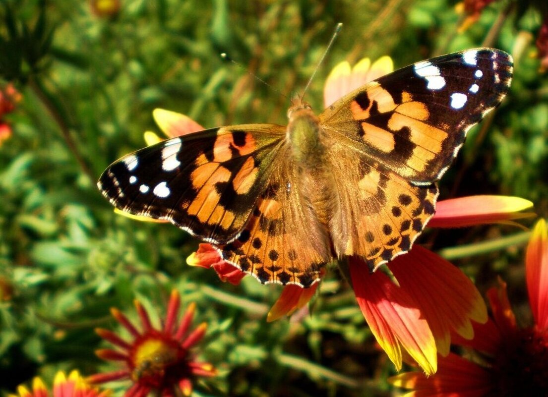 Бабочка - Татьяна Пальчикова Бабочка - Татьяна Пальчикова