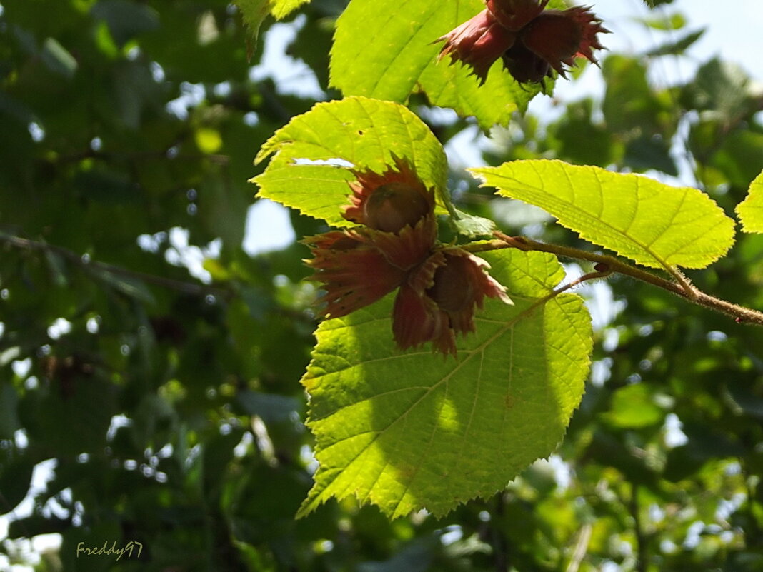 Фундук - Freddy 97