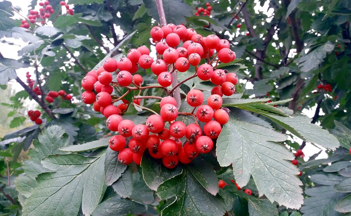 Осенний этюд - Galina Solovova