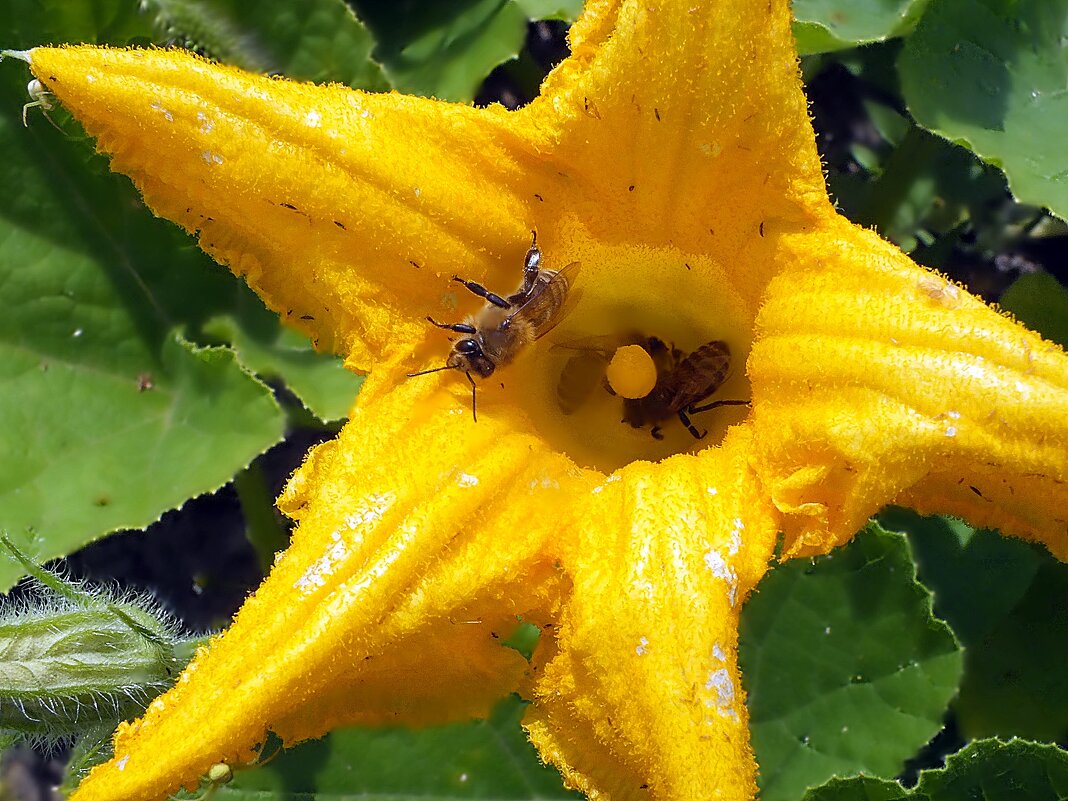 *** - Зоя Мишина