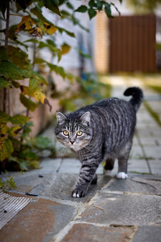 Кот - Александр Морозов