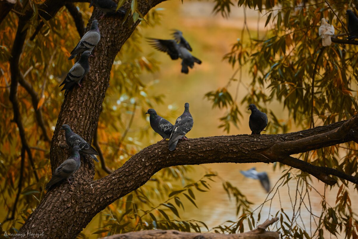Голуби - Александр Морозов