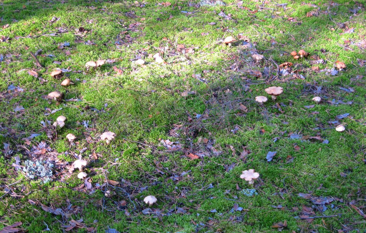 "Ведьмин круг - Евгений Корьевщиков