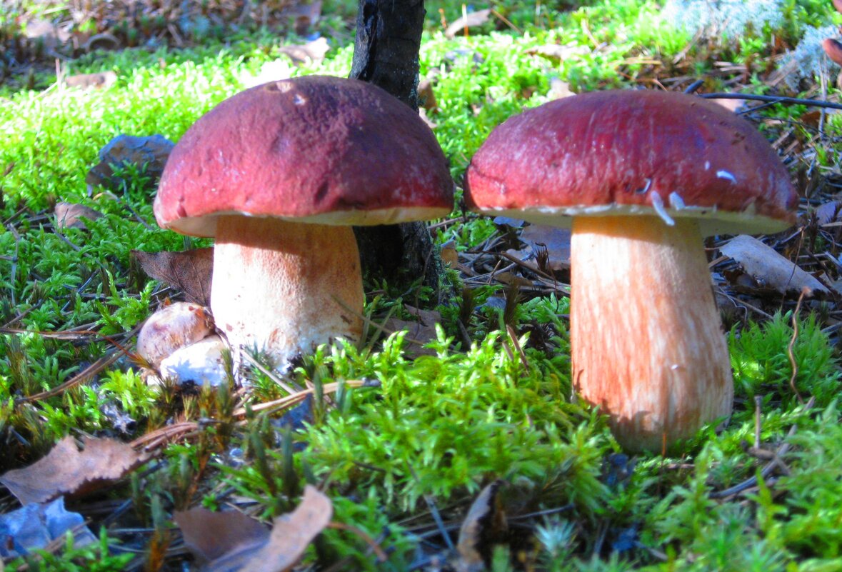 Семейство боровиков - Евгений Корьевщиков