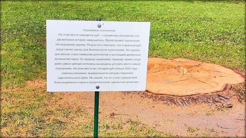 Здесь стоял 200 летний дуб ... - Сергей 