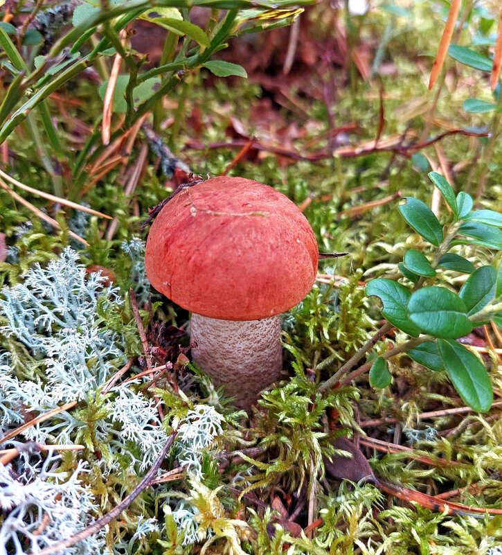 Про подосиновик в осеннем лесу - Ирина Румянцева