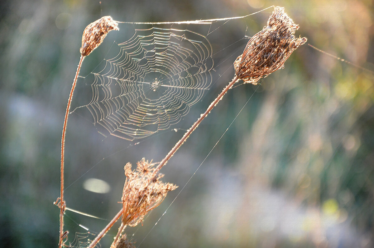 *** - Надежда Куркина 