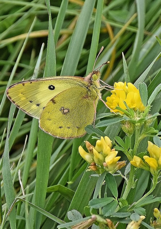 Луговая красавица! - Валентина  Нефёдова 