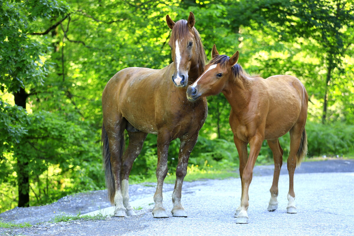 Ходят кони ;;; - Валерий 