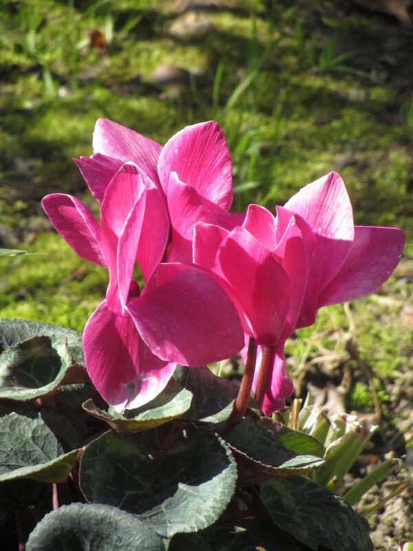 Цикламены - Валерий 