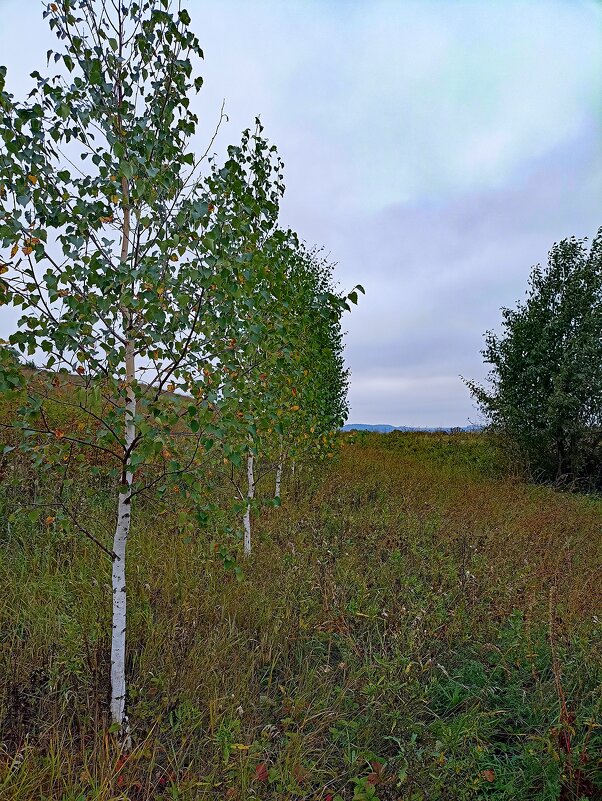 *** - Светлана Кузнецова