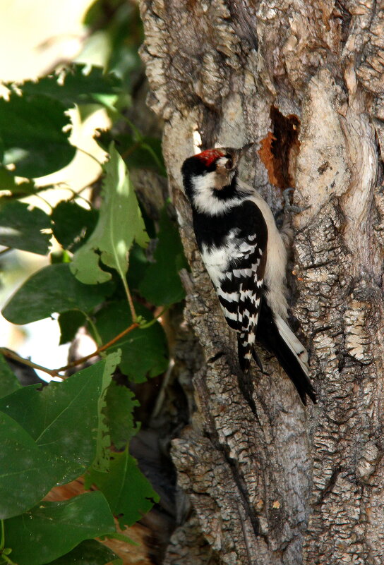 ** - Vlad Сергиевич