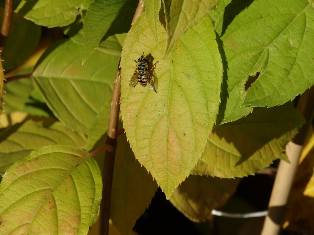 ПЧЕЛА - СЕРГЕЙ ФИЛОЧКИН