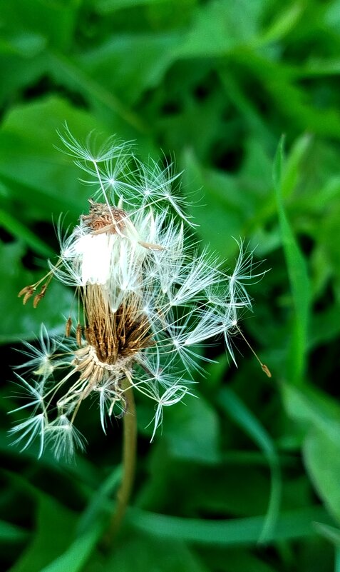 Парашютики одуванчика - светлана льдокова