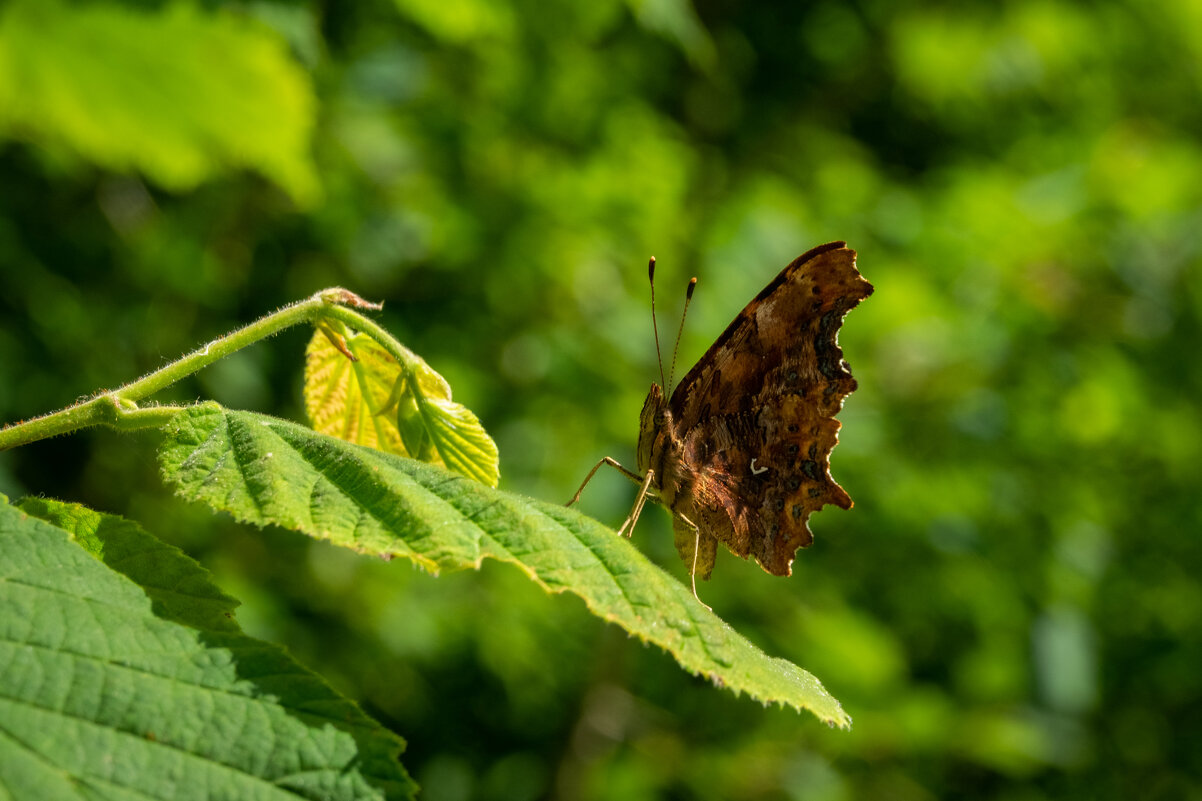 Углокрыльница С-белое... - Николай Гирш Углокрыльница С-белое... - Николай Гирш