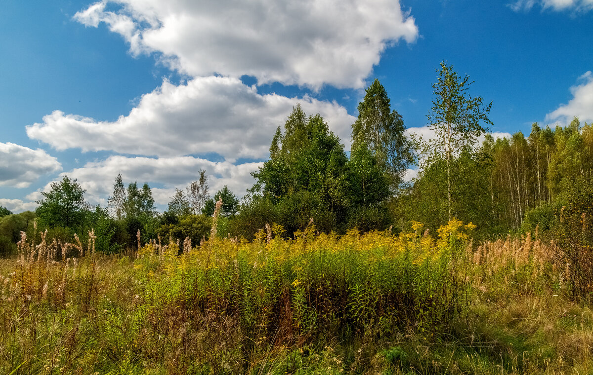 Осень она не спросит 13 - Андрей Дворников