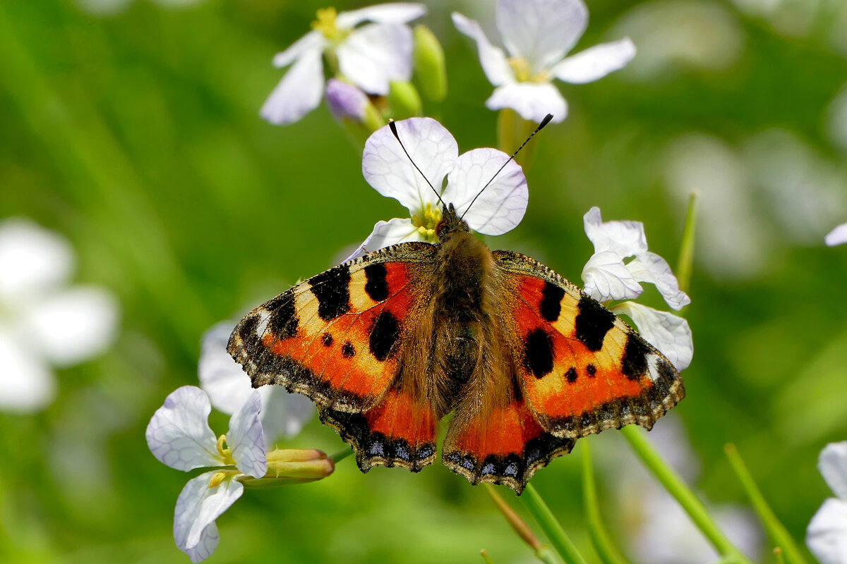 из сегодняшней съёмки 5 - Александр Прокудин
