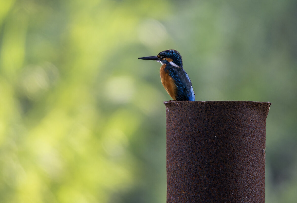 Зимородок. - Alexander Amromin