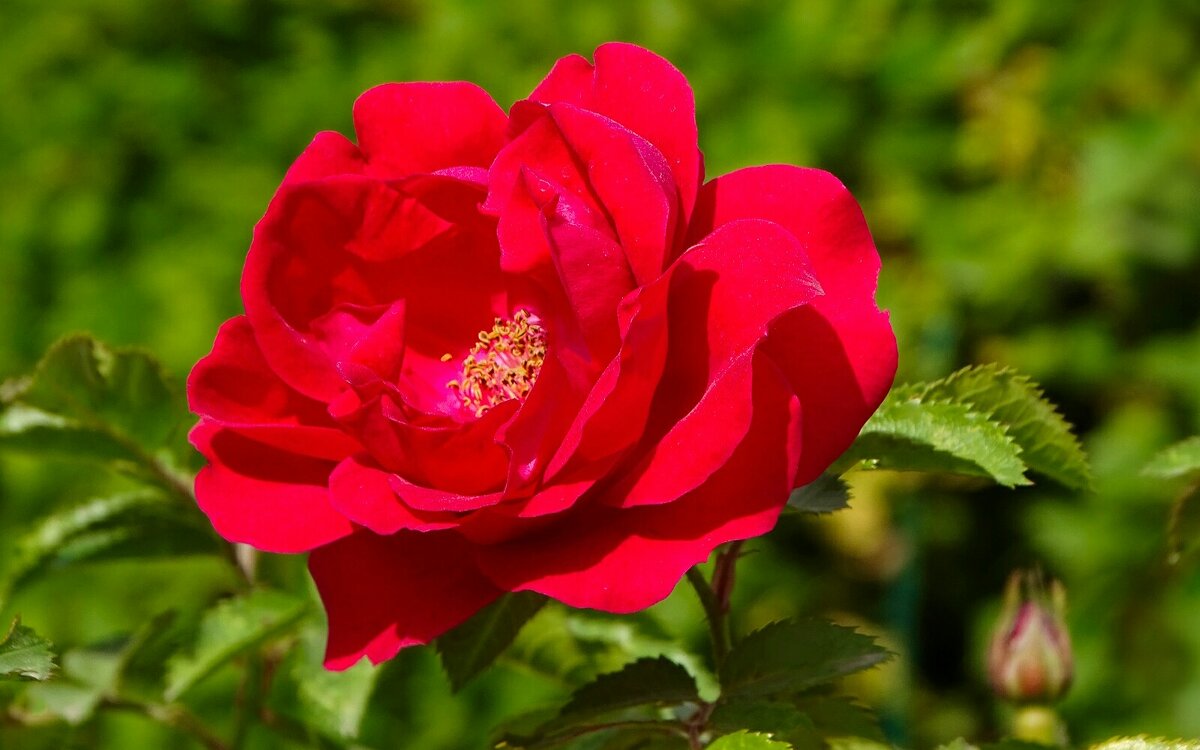 Роза в сентябре. - Милешкин Владимир Алексеевич 