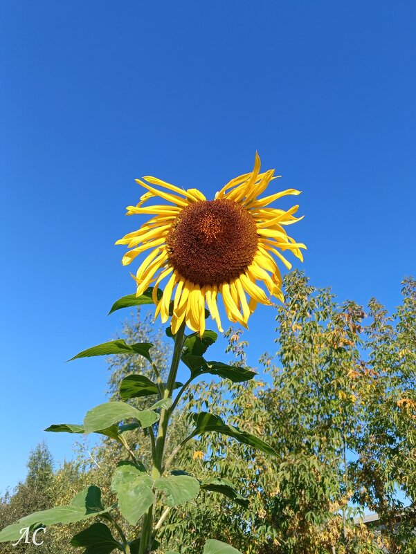 Шалопай - Любовь Сахарова