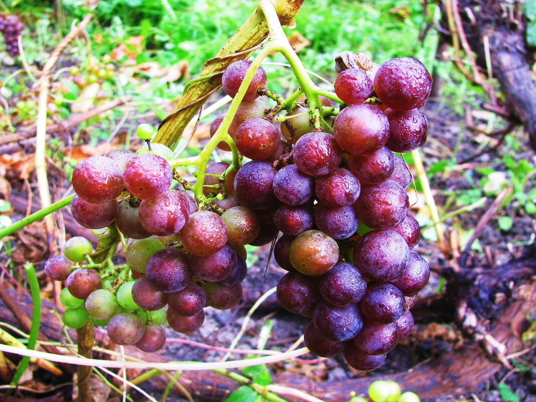 Поспевает виноград - Людмила Смородинская Поспевает виноград - Людмила Смородинская