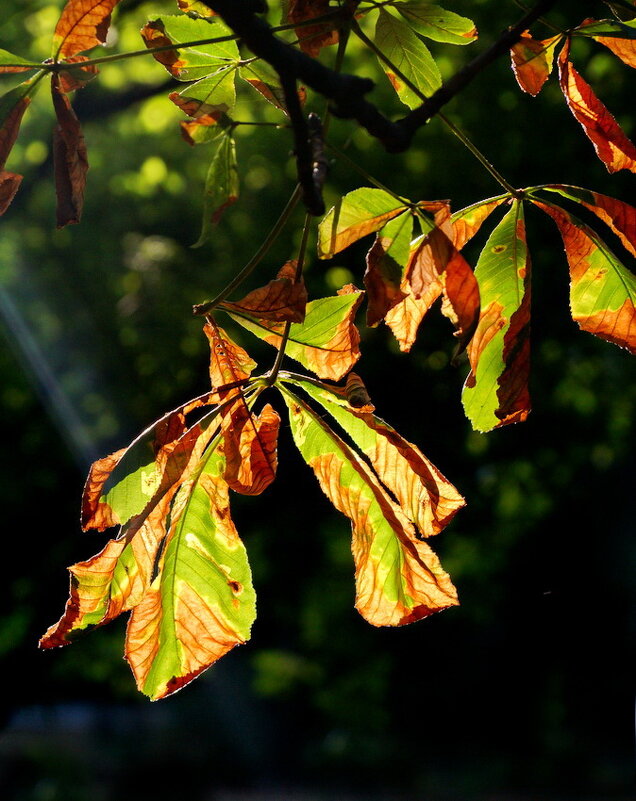 История про конский каштан... - Николай Саржанов