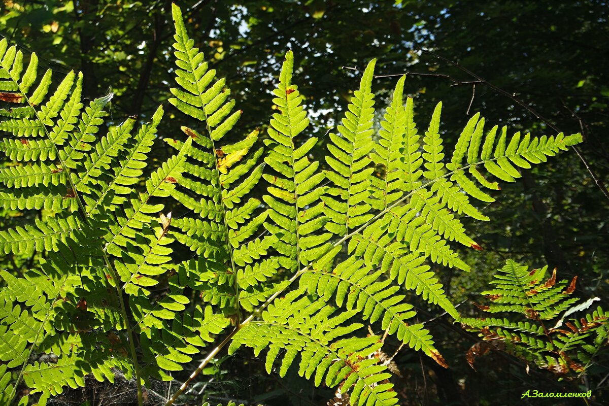 Лесные узоры сентября... - Андрей Заломленков