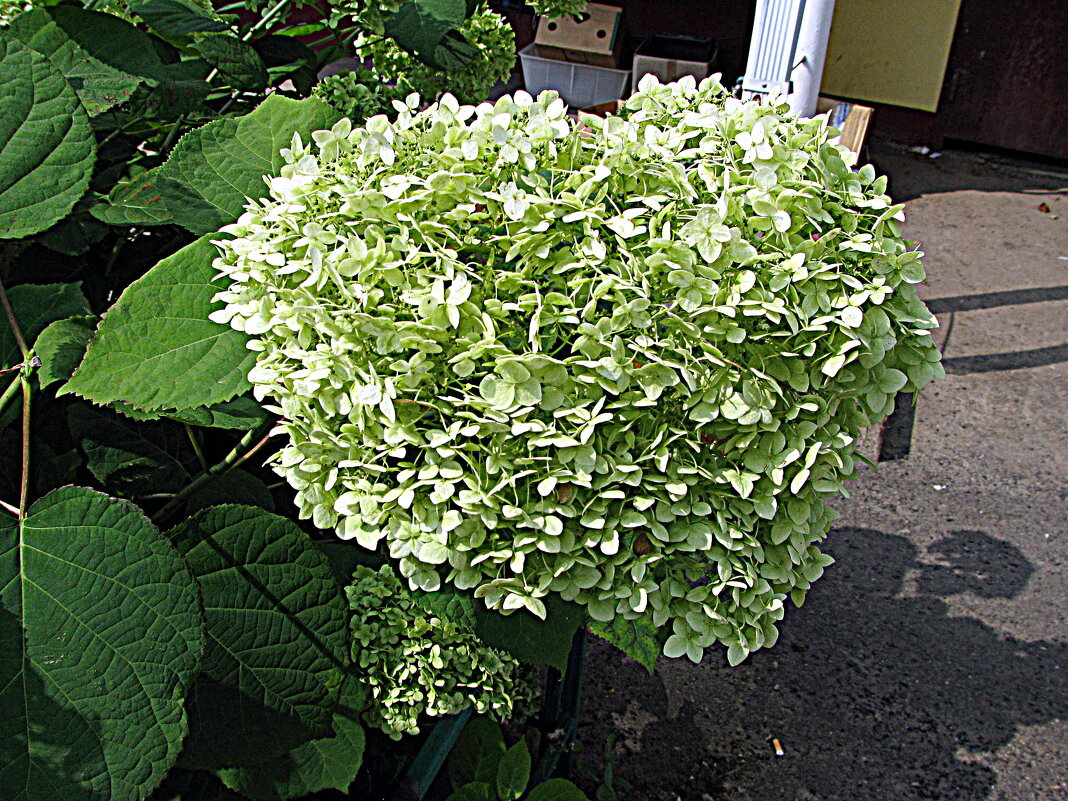 Цветы. - Владимир Драгунский Цветы. - Владимир Драгунский