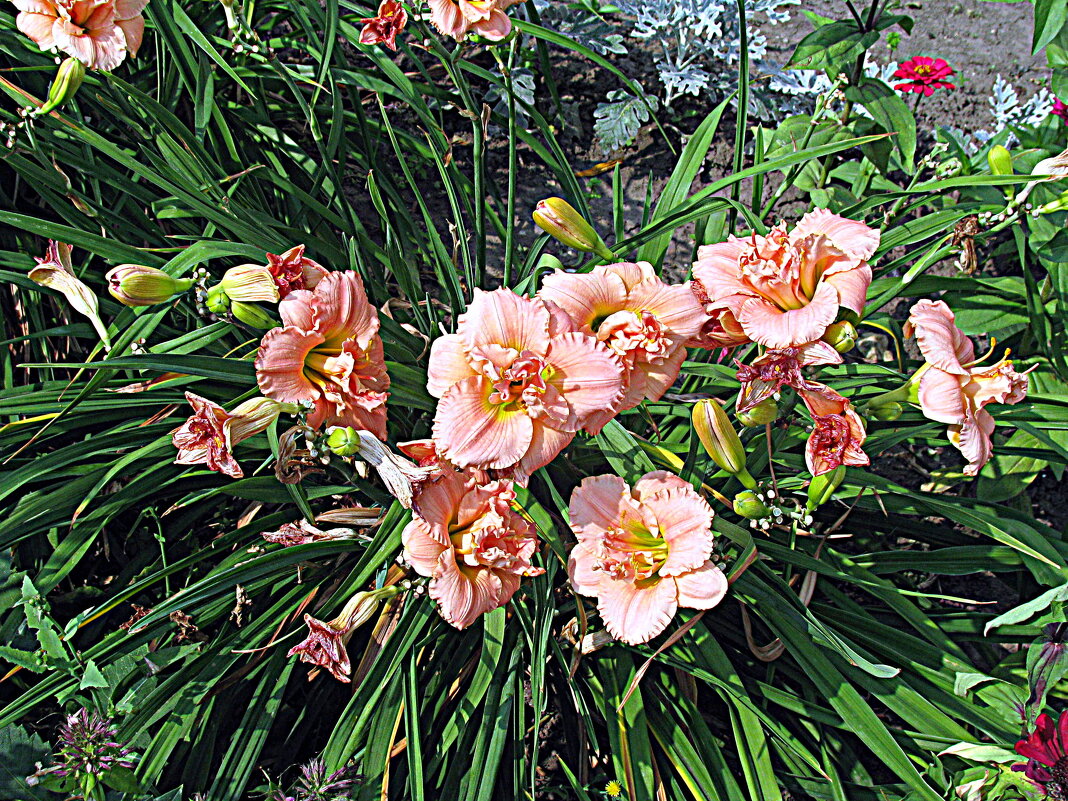 Цветы. - Владимир Драгунский