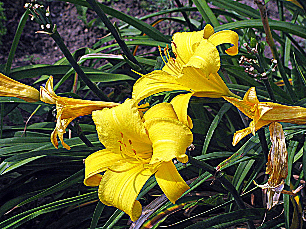 Цветы. - Владимир Драгунский