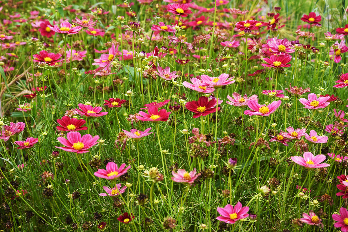 Москва. Август в Аптекарском огороде. - Наташа *****