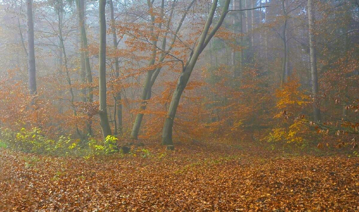 Осенняя элегия - Галина Шеина-Мюльдорфер Осенняя элегия - Галина Шеина-Мюльдорфер