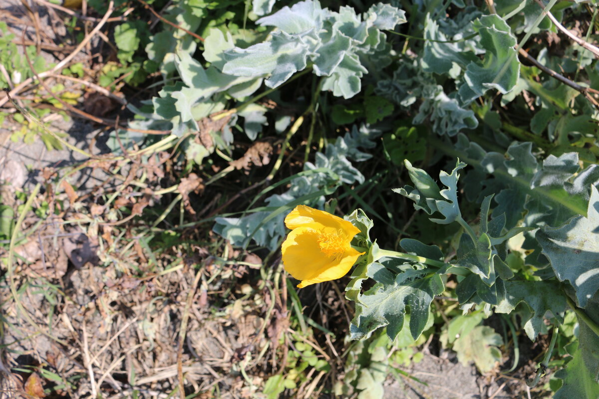 Цветы на песке - Ольга Цветы на песке - Ольга