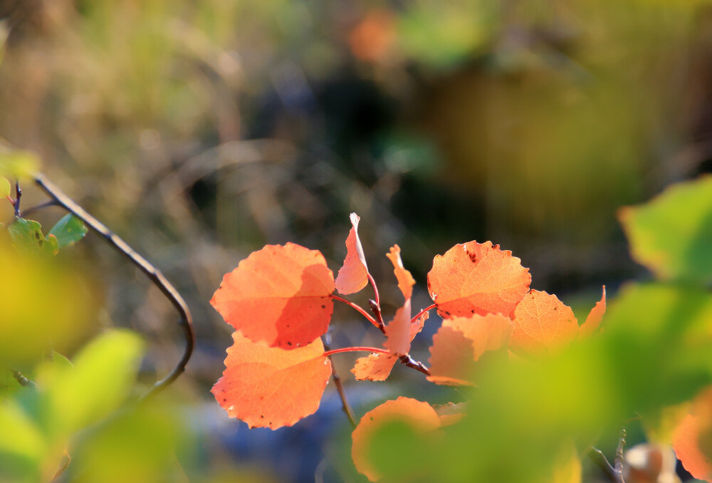 Фрагменты осени - Галина Ильясова