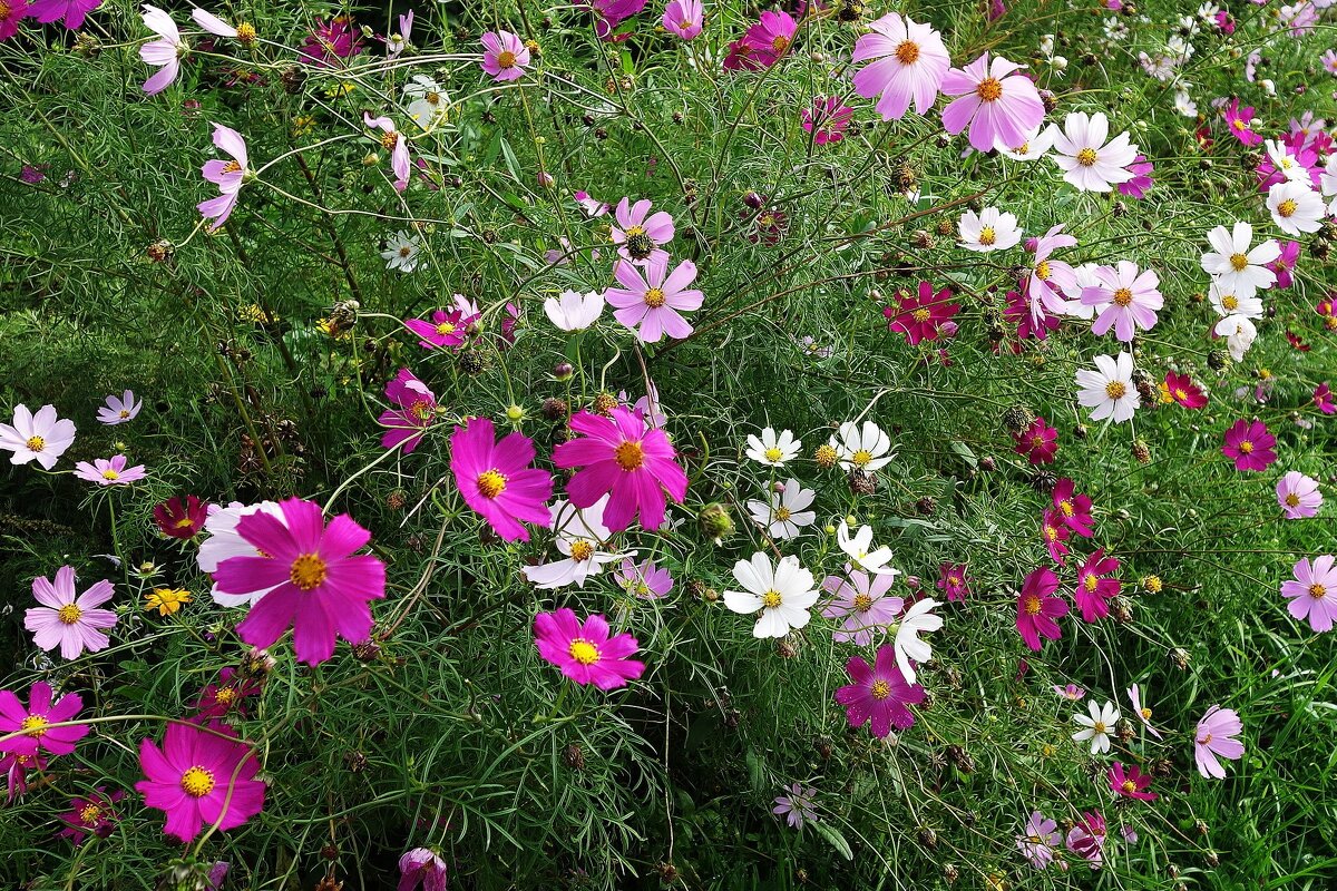 Космея - Рита Симонова