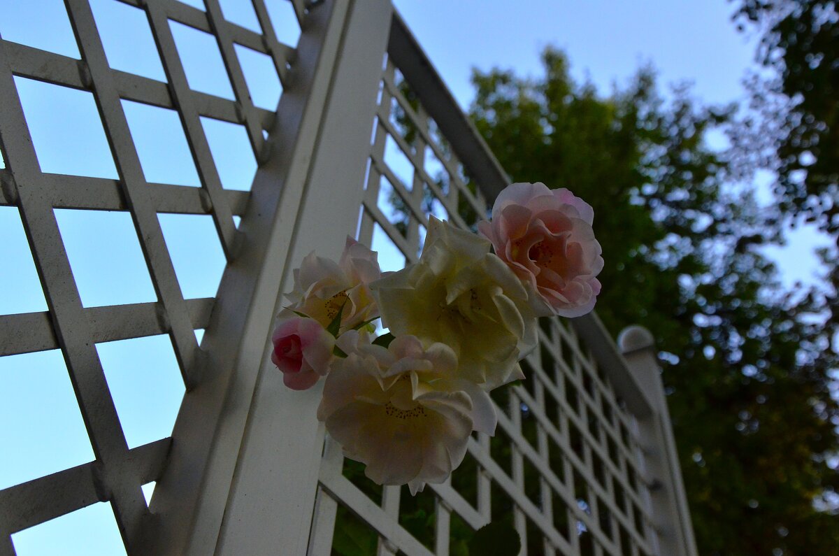 Последние розы. - Наталья Вязигина