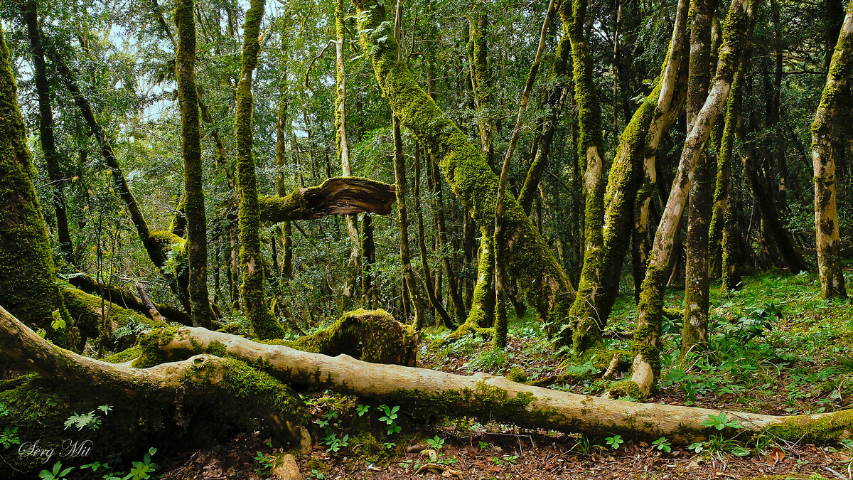 Самшитовая роща - Сергей Алексеевич Митянин