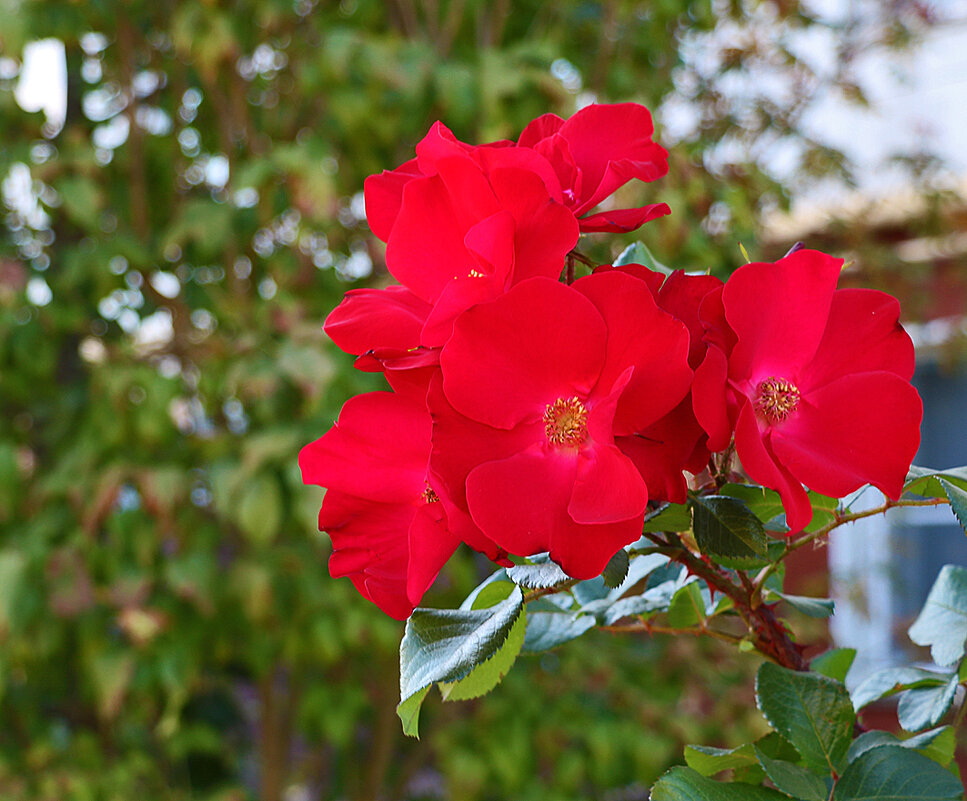 Красота у дома - Светлана 