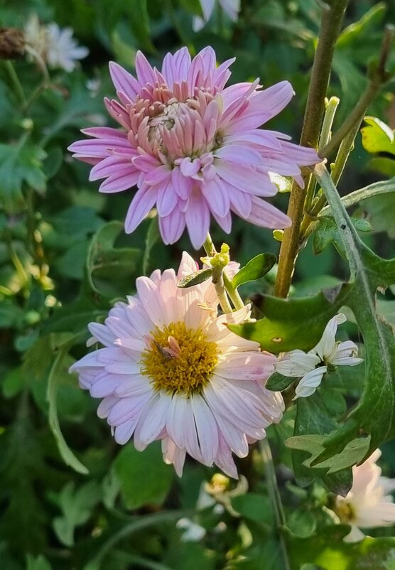 Хризантемы - Наталья 