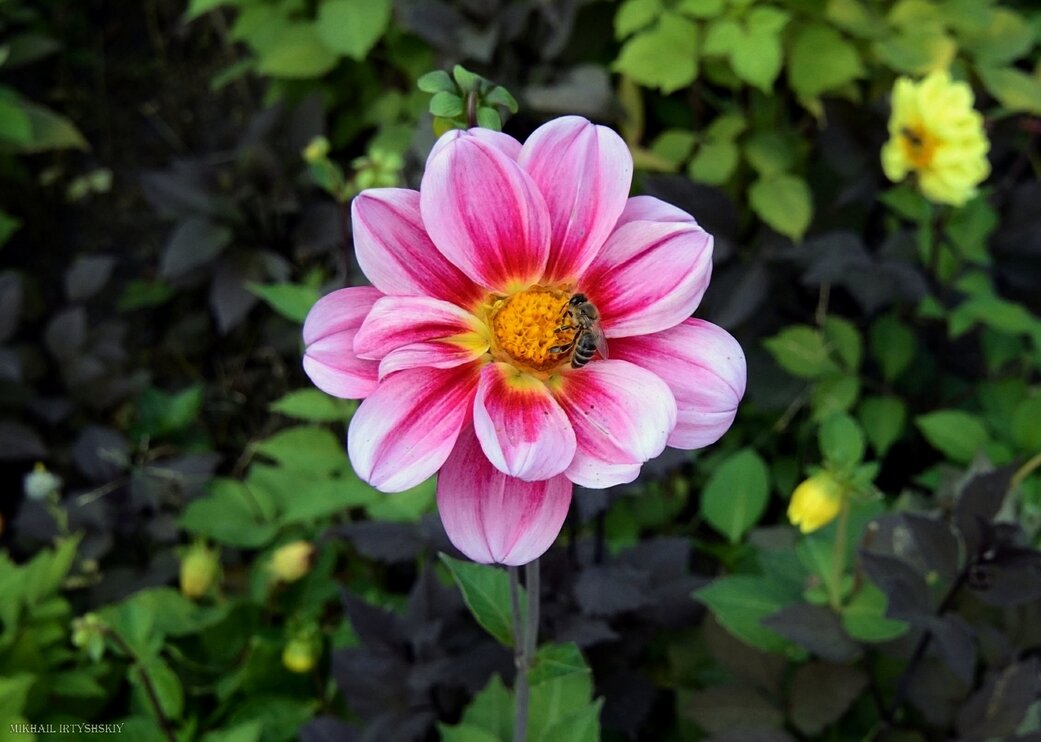 Георгина и пчела - Mikhail Irtyshskiy