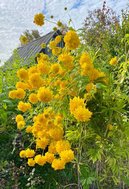 Дачные цветы - Алевтина 