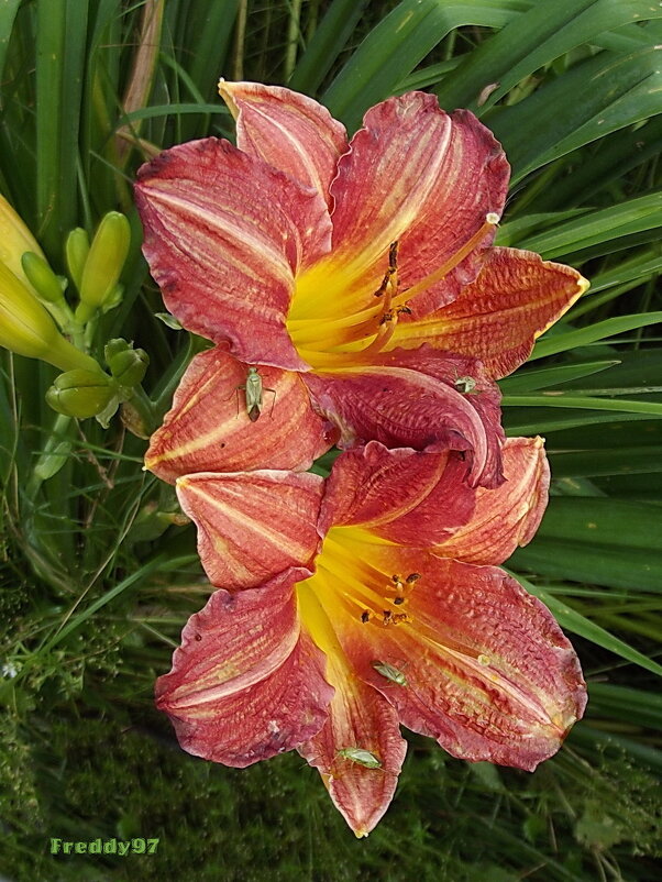 Лилейники - Freddy 97